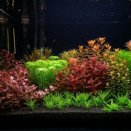 CANLI AKVARYUM BİTKİSİ ÇEŞİTLERİ