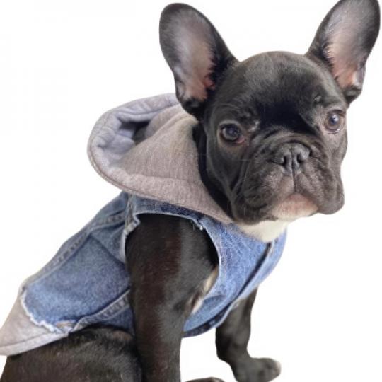 Gri Kot Köpek Ceketi